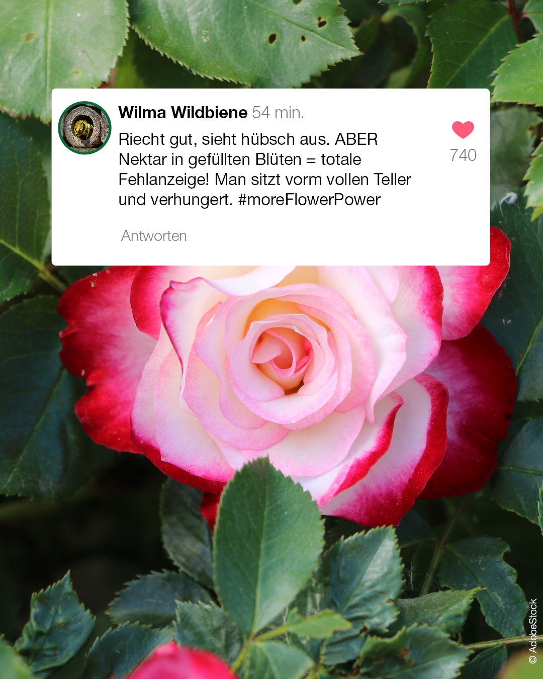 Ein Nahaufnahme einer Rosenblüte mit rosa und roten Blütenblättern. Ein Textüberlagerung zeigt 'Wilma Wildbiene' mit einem Zeitstempel und einem Herzsymbol, das Nektar und Pollen auf der Blüte zeigt.