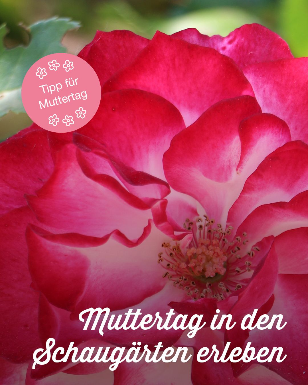 Ein Nahaufnahme einer rosa Blume mit kunstvoll geschichteten Blütenblättern. Der Hintergrund ist leicht verschwommen, sodass die Blume im Mittelpunkt steht. Deutsche Worte deuten darauf hin, dass es sich um einen Tipp für den Muttertag handelt.