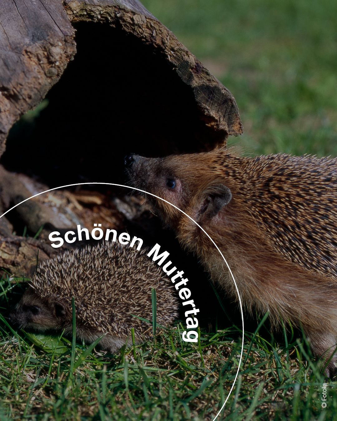 Zwei Igel befinden sich auf einer Grasfläche. Einer schaut in die Kamera, während der andere nach links schaut. Ein Baumstamm befindet sich hinter ihnen. Der Text im Bild lautet 'Schon Muttertag'.