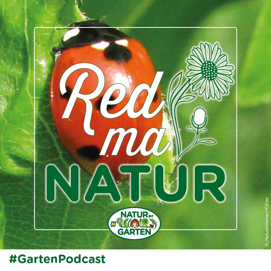 Ein roter Marienkäfer mit schwarzen Punkten ruht auf einem grünen Blatt mit einer Gänseblümchenblume. Das Bild zeigt Text in Weiß und Grün. Die Worte 'Red ma NATUR' sind prominent angezeigt.