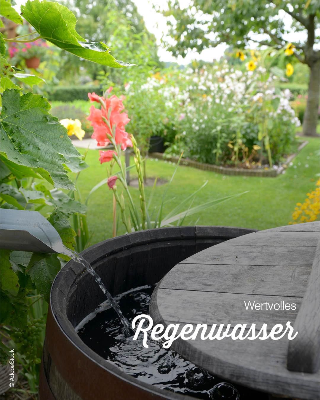 Ein Garten mit verschiedenen Pflanzen, einem Fass zur Regenwassersammlung und einem Holztisch. Das Bild zeigt die Regenwassernutzung.