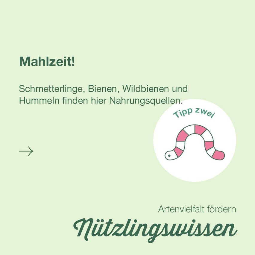 A green poster highlights the importance of plant diversity for beneficial insects. It shows a caterpillar and mentions the need to support beneficial insects.