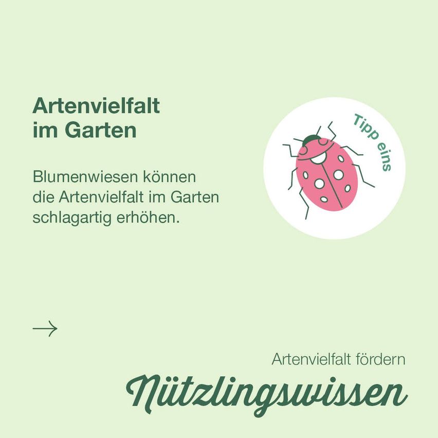 Poster shows a ladybug with the text 'Species diversity in the garden.' It says that flower meadows can increase species diversity in the garden significantly.