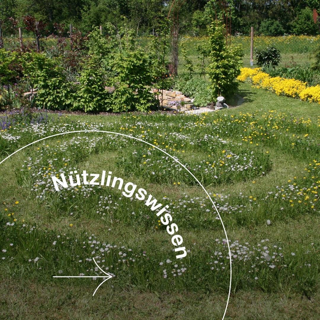 A field of wildflowers with a circular path. There are plants, trees, and bushes in the background. The text reads 'Nutzingswissen'.