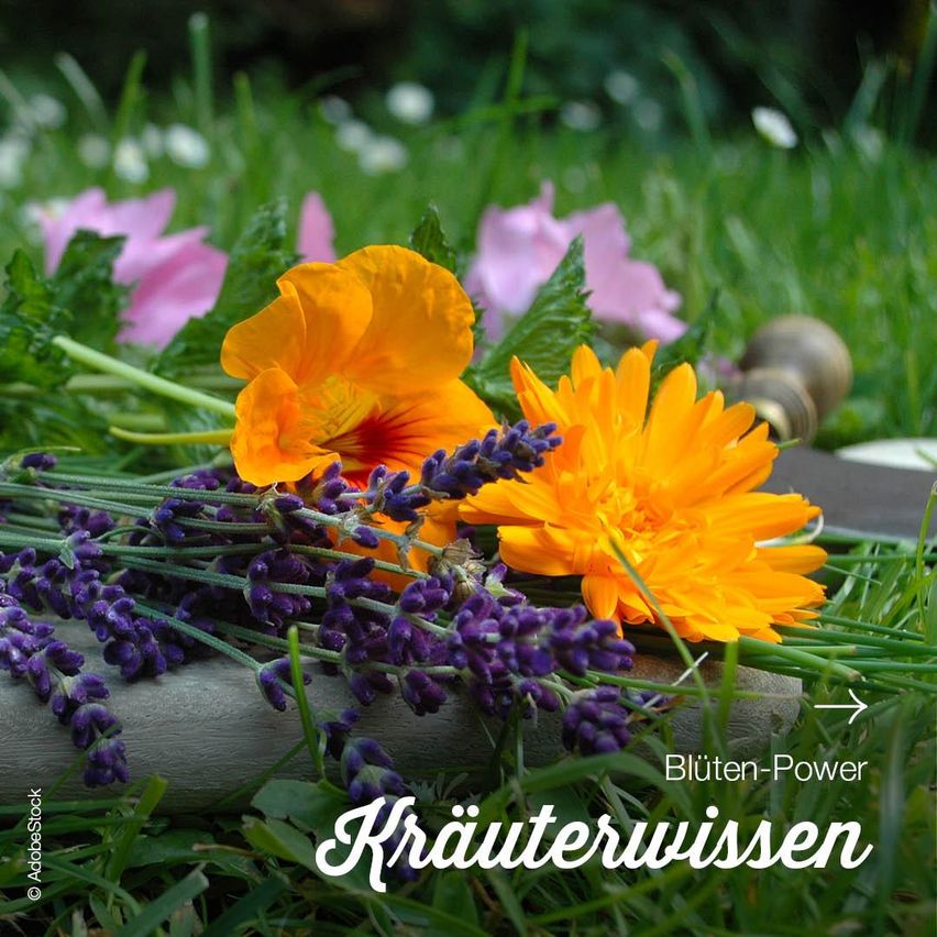 Eine Sammlung von Blumen, darunter Ringelblumen und Lavendel, auf einer grasigen Oberfläche mit den Worten 'Bluten-Power Krauterwissen' in der unteren rechten Ecke geschrieben.