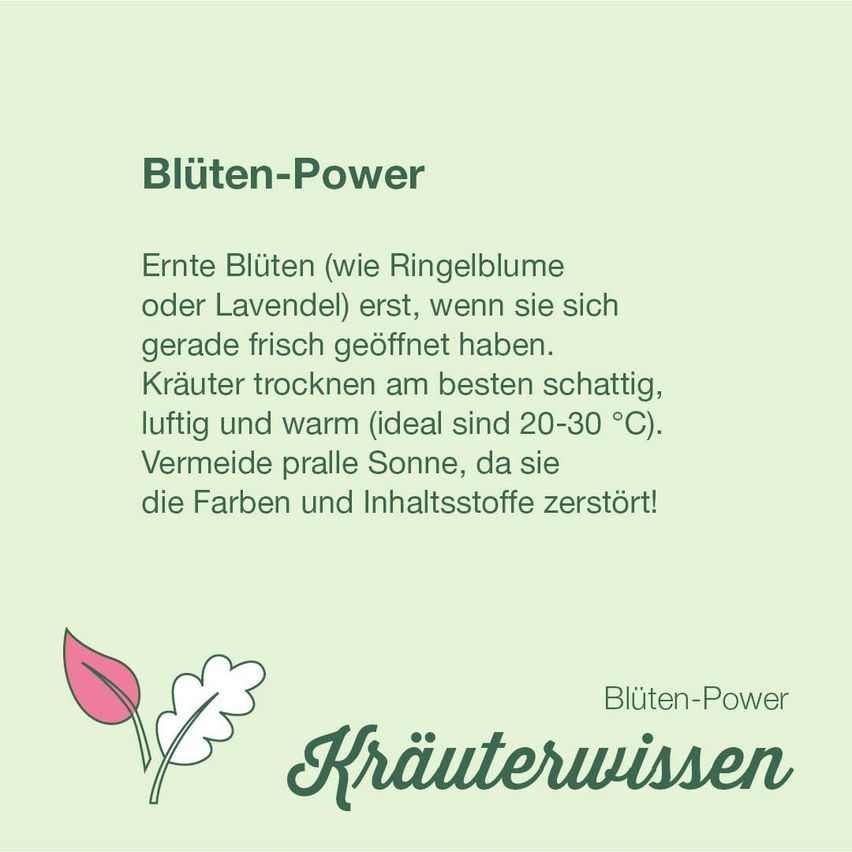 Das Poster empfiehlt, Blüten wie Ringelblumen oder Lavendel erst zu ernten, wenn sie gerade frisch aufgeblüht haben. Kräuter trocknen an einem schattigen, luftigen und warmen Ort, idealerweise bei 20-30 °C, und direktem Sonnenlicht vermeiden, um Farbe und Inhaltsstoffe zu bewahren.