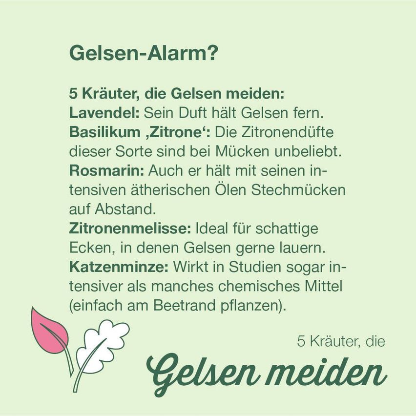 Poster über Pflanzen, die Fliegen abwehren. Es listet fünf Kräuter auf: Lavendel, Basilikum, Rosmarin, Zitronenmelisse und Katzenminze. Jedes Kraut hat eine kurze Beschreibung seiner Eigenschaften.