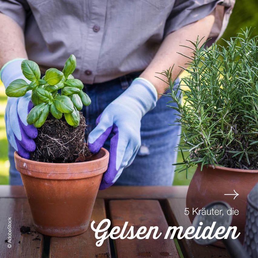Eine Person mit Handschuhen hält eine Topfpflanze mit Basilikum auf einem Holztisch mit einem Rosmarinstrauch und einer Gießkanne in der Nähe. Das Bild hat einen Wasserzeichen mit dem Text '5 Krauter, die Gelsen meiden'.