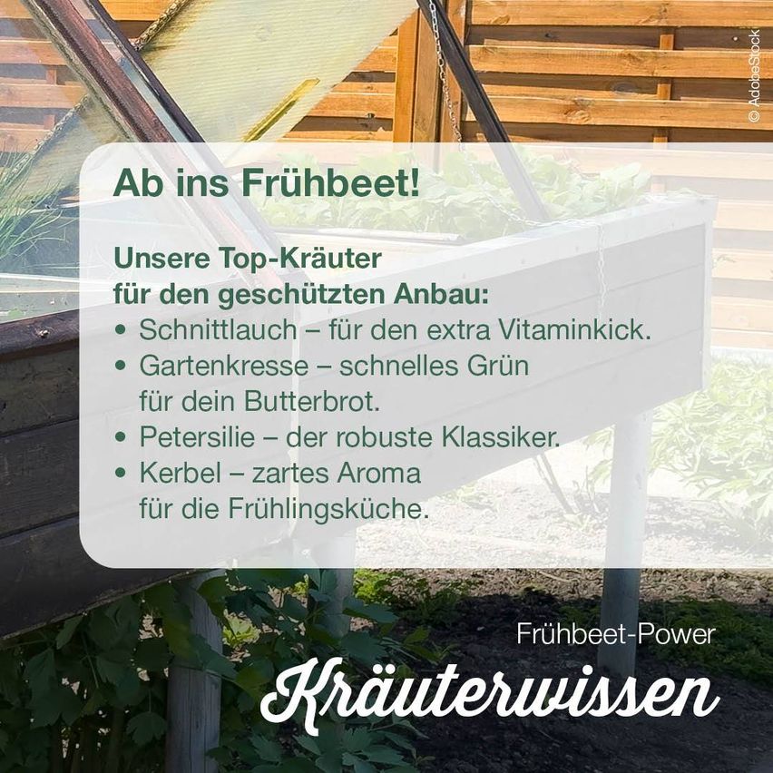 Ein Poster zeigt eine Liste der Top-Kräuter für den Frühlingsanbau, einschließlich Schnittlauch für Vitaminschub, Gartenkresse für schnelle Grüns, Petersilie für robusten Geschmack und Kerbel für zartes Aroma.