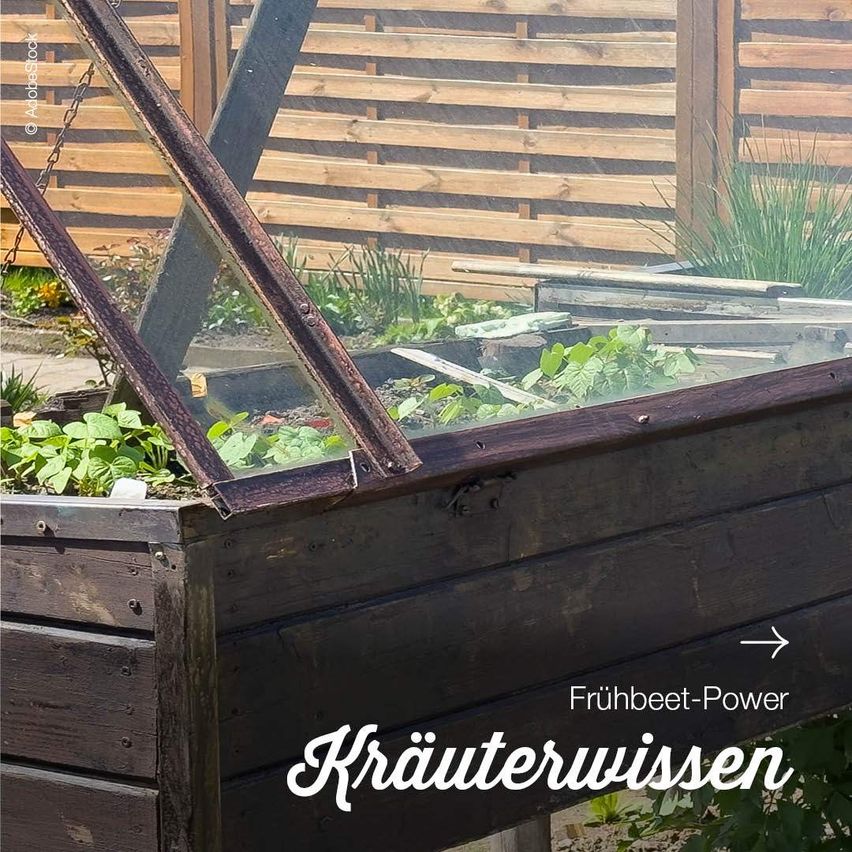 Ein hölzerne Hochbeet mit Glasabdeckung und einer Metallkette, das verschiedene Kräuter und Pflanzen zeigt. Im Hintergrund befindet sich ein Holzzaun. Das Bild ist mit 'Frühbeet-Power' und 'Kräuterwissen' beschriftet.