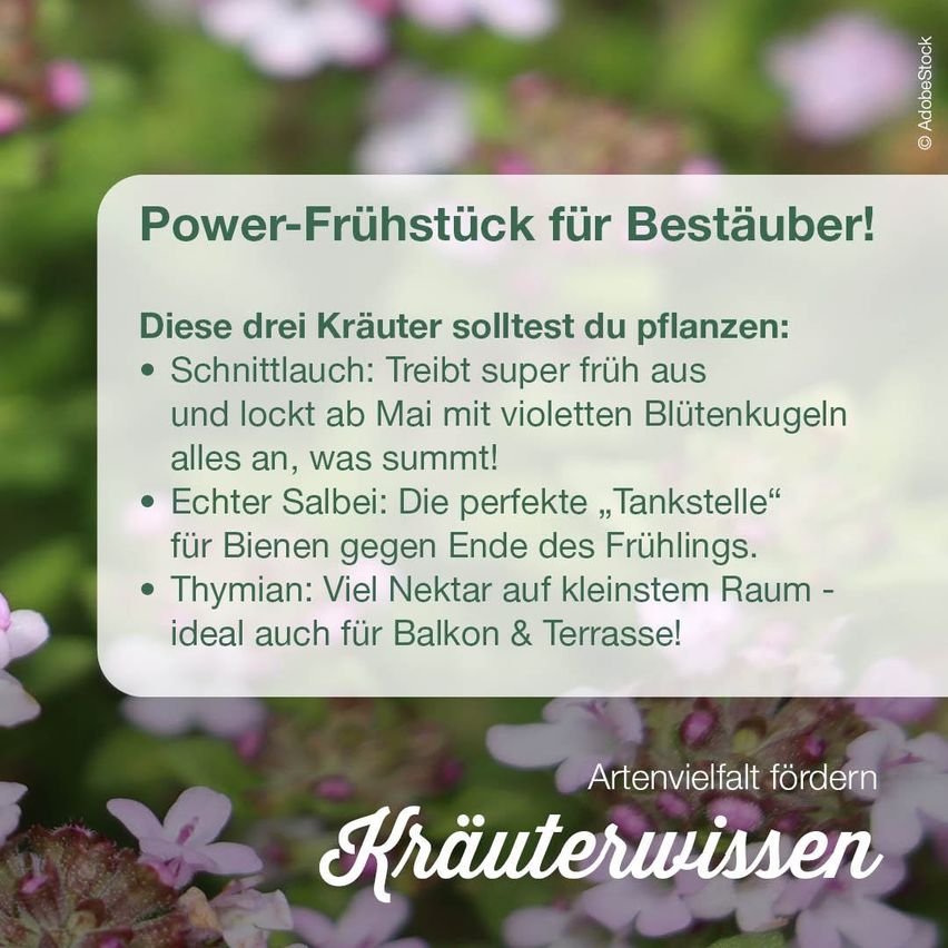 A poster displays a list of three herbs to plant: Chives, blooming early and attracting bees; Salvia, perfect for bees in spring; Thyme, ideal for balconies. The poster reads 'Power breakfast for pollinators!'.