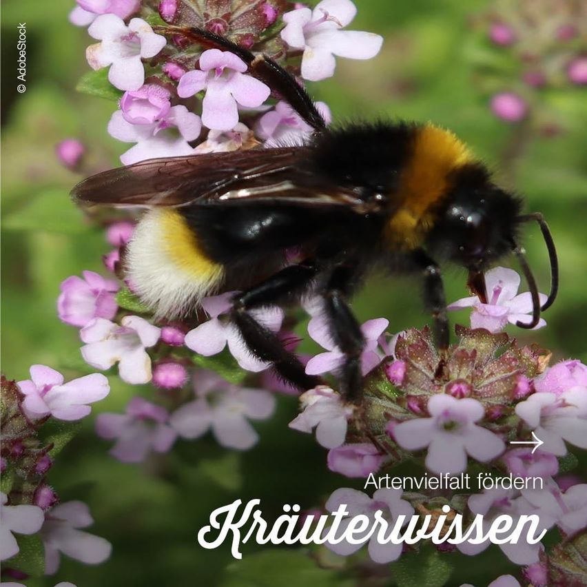 A bumblebee on a flower, with a text overlay in German that reads 'Artenvielfalt fordern Krauterwissen', meaning 'Promote species diversity with herbal knowledge'.