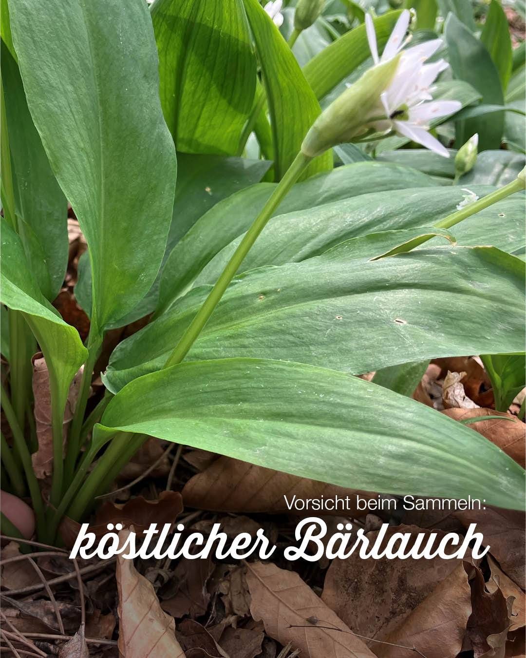 A close-up view of a plant with broad, glossy green leaves and a white flower bud. The background is blurred with fallen leaves. Text reads 'Vorsicht beim Sammeln: köstlicher Bärlauch'.