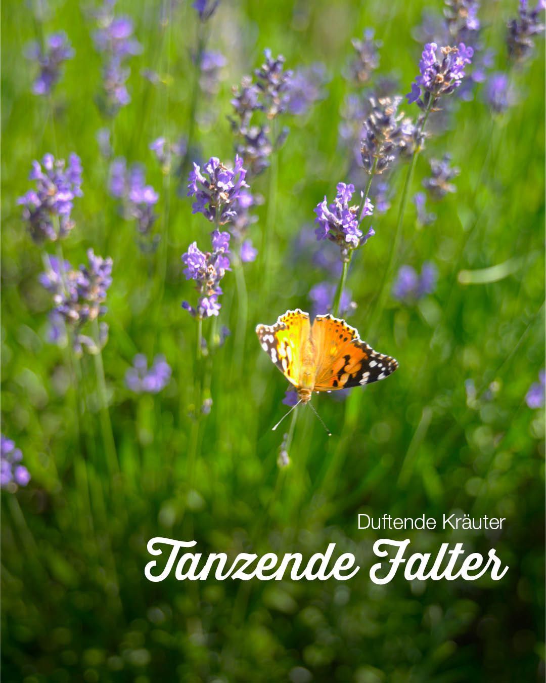 Ein Schmetterling mit orangen und schwarzen Flügeln flattert zwischen Lavendelblüten. Das Bild hat unten den deutschen Satz 'Duftende Krauter Tanzende Falter'.
