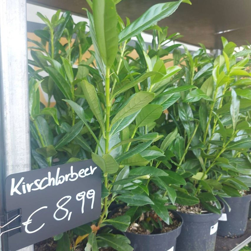 v1_migrated_image_85460879