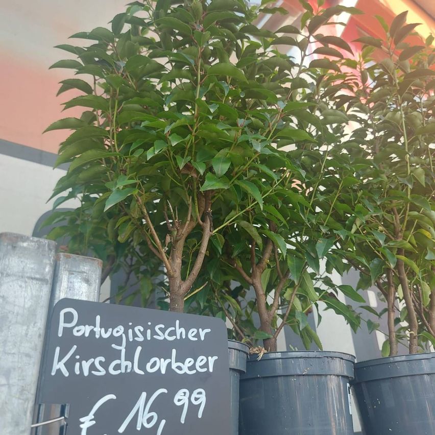 v1_migrated_image_11585035