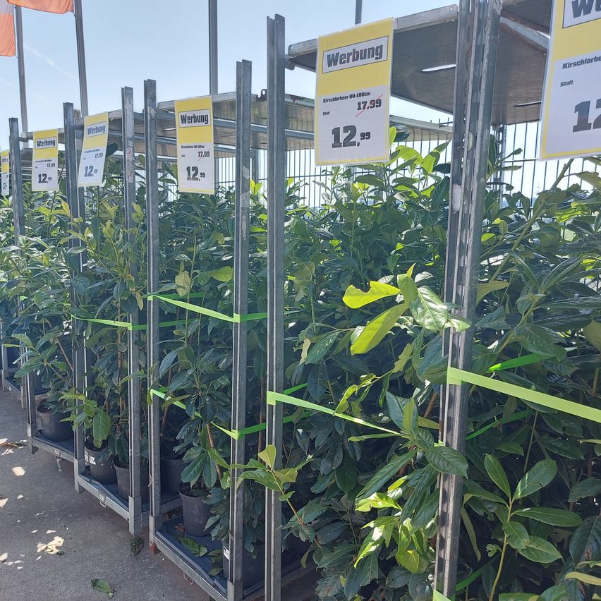 Bild enthält, Garden, Nature, Outdoors, Gardening, Plant, Vegetation, Leaf