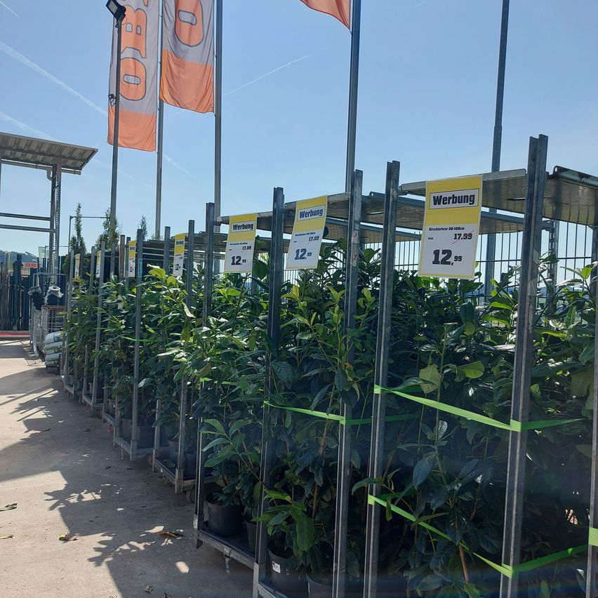 Bild enthält, Garden, Nature, Outdoors, Gardening, Plant, Potted Plant, Flag, Planter, Pottery, Vase