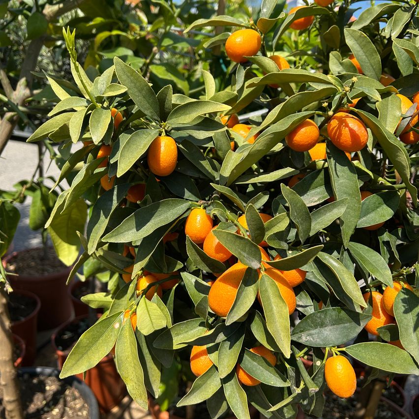 Eine Nahaufnahme eines kleinen Zitrusbaums mit zahlreichen reifen, orangefarbenen Früchten, umgeben von grünen Blättern, in einem Garten oder Pflanzensammel.