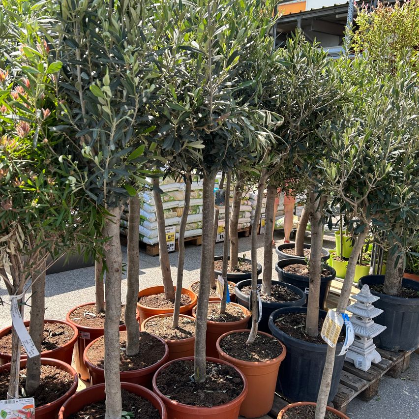 Mehrere Topfolivenbäume sind in einem Pflanzengeschäft ausgestellt, einige in größeren Töpfen und andere in kleineren. Eine kleine pagodenartige Struktur ist zwischen den Bäumen positioniert.
