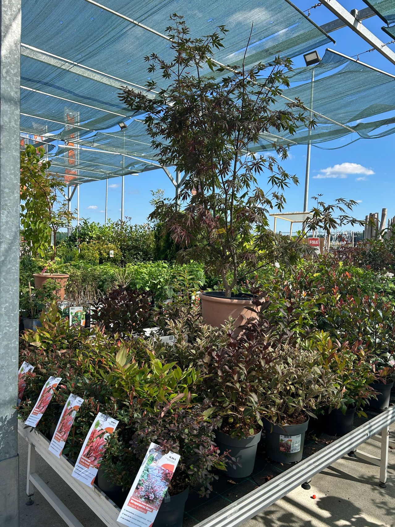 Ein Gartencenter mit verschiedenen Topfpflanzen unter einem Schattennetz. Die zentrale Pflanze ist ein Baum mit braunen Blättern, umgeben von anderen verschiedenen Pflanzen.