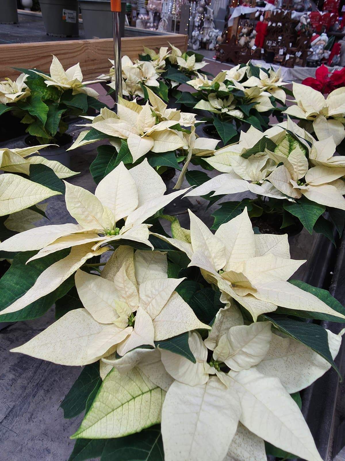 Eine Nahaufnahme mehrerer weißer Weihnachtssterne mit grünen Blättern, wahrscheinlich in einem Markt oder Geschäft ausgestellt.