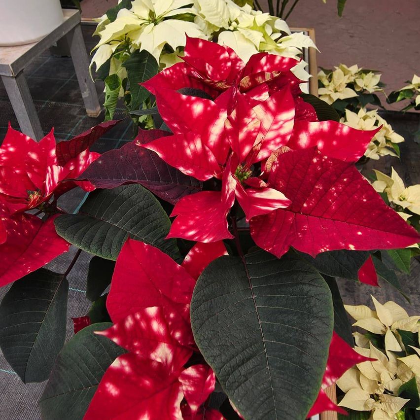 Ein Nahaufnahme einer roten und weißen gesprenkelten Weihnachtssternpflanze mit dunkelgrünen Blättern. Sie befindet sich in einem Gewächshaus neben anderen Weihnachtssternen.