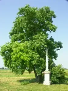 Ein großer Baum mit üppigen grünen Blättern steht in der Mitte eines grasbewachsenen Feldes, mit einem weißen Denkmal daneben.
