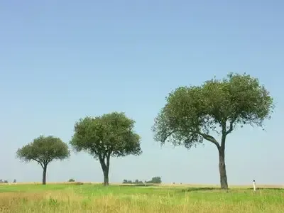 Ein Feld mit drei Bäumen unter einem klaren blauen Himmel. Die Bäume sind hoch und haben grüne Blätter. Das Gras ist üppig und grün.