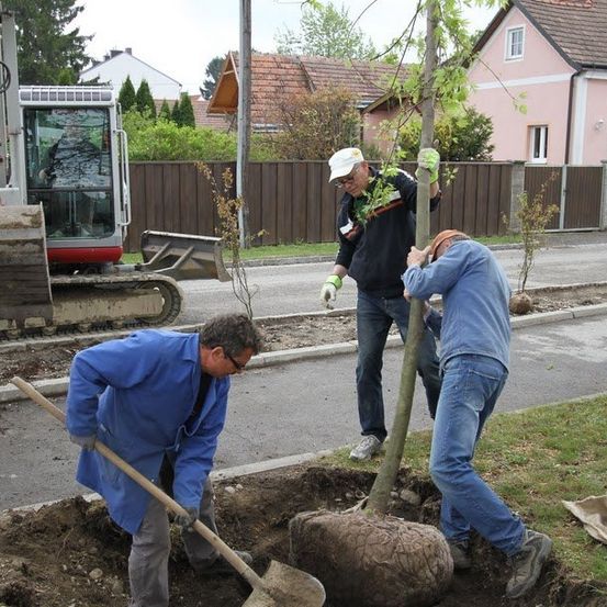 Drei Männer pflanzen einen Baum in einem Wohngebiet. Einer hält eine Schaufel, ein anderer beugt sich vor, und der dritte steht und beobachtet. In der Nähe ist ein Baufahrzeug vorhanden.