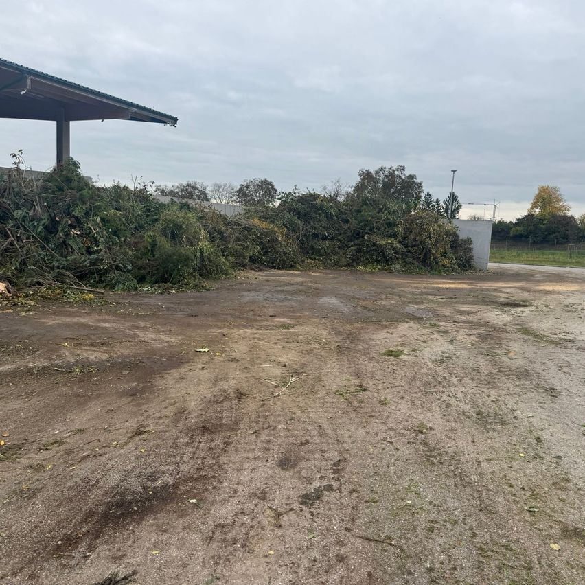 Ein Außenbereich mit einem Metalldachschuppen, einem Haufen geschnittener Sträucher und einer Betonmauer. Der Boden ist schmutzig und es gibt Reifenspuren. Bäume und ein bewölkter Himmel sind im Hintergrund.