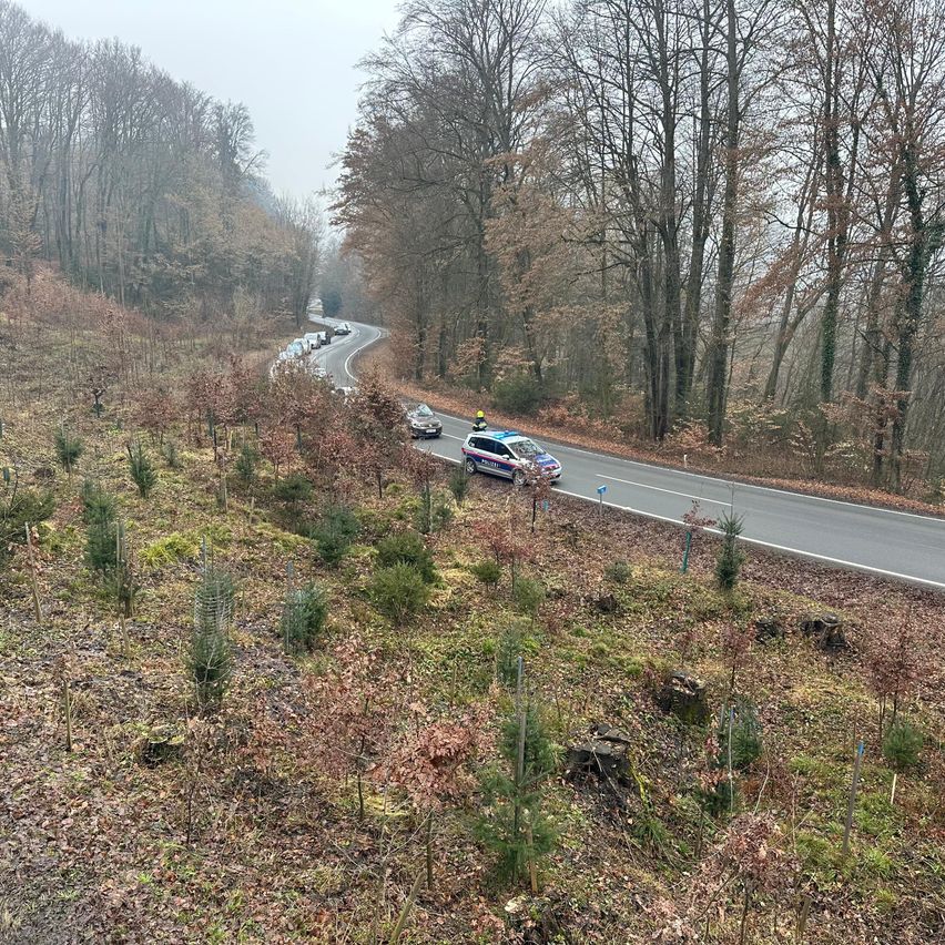 Ein Polizeiwagen führt einen Konvoi von Fahrzeugen auf einer kurvenreichen Straße durch einen Wald. Das Gebiet ist mit trockenen Blättern und kleinen Bäumen bedeckt, bei bewölktem Himmel.