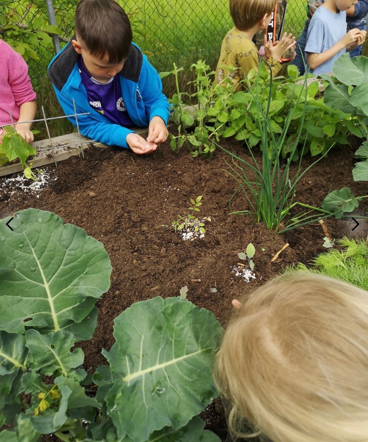 Kinder pflanzen Samen in einem Gartenbeet, umgeben von grünen Pflanzen und Blattgemüse. Ein Kind schaut nach unten in die Erde.