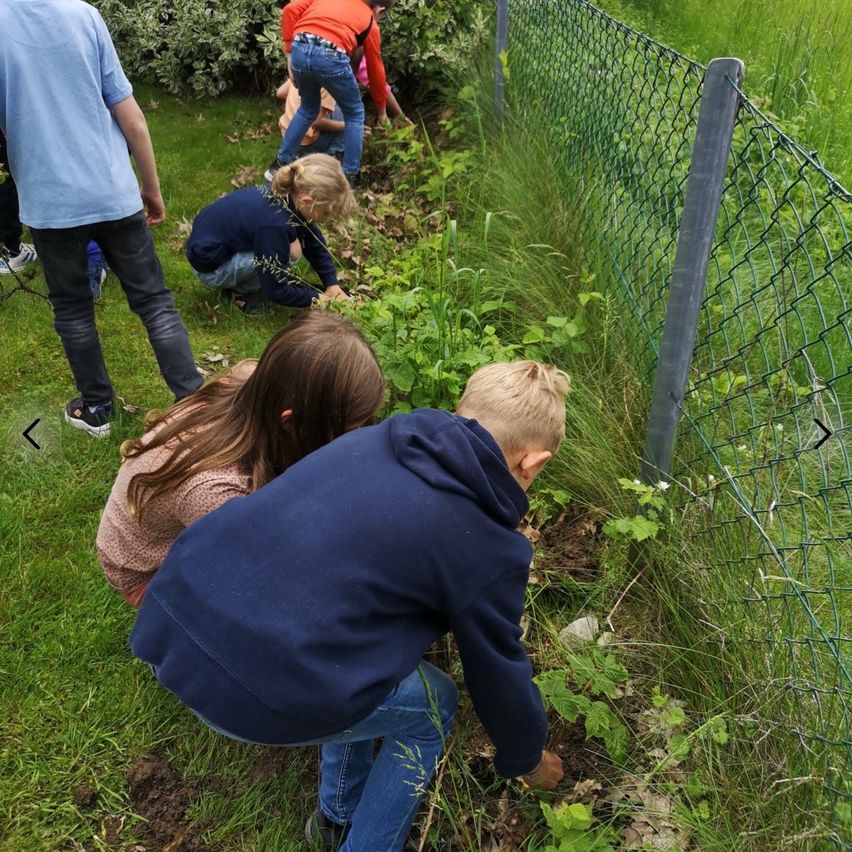 Eine Gruppe von Kindern ist draußen und beschäftigt sich mit Gartenarbeit. Sie sind gebückt und gebeugt, wahrscheinlich beim Pflanzen oder Pflegen von Pflanzen. Das Gebiet ist von einem grünen Zaun umgeben.