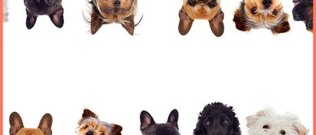 Online-Veranstaltung am 13. November 2025, 18:00 - 21:00 Uhr. Erfahren Sie mehr über das Verständnis von Hunden und die Erfüllung ihrer Bedürfnisse. Kontakt: info@vhs-burgenland.at.