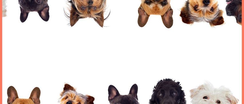 Online-Veranstaltung am 13. November 2025, 18:00 - 21:00 Uhr. Erfahren Sie mehr über das Verständnis von Hunden und die Erfüllung ihrer Bedürfnisse. Kontakt: info@vhs-burgenland.at.