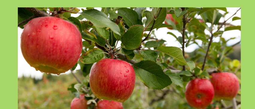 Ein Plakat mit grünem Hintergrund und Text auf Deutsch. Es zeigt einen Apfelbaum mit roten Äpfeln, die an seinen Ästen hängen. Unter dem Bild steht eine deutsche Phrase.