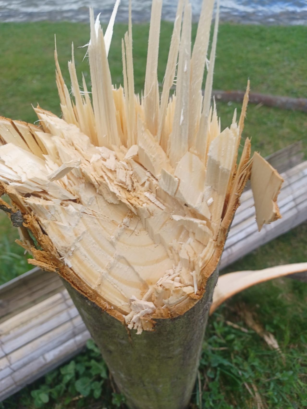 Bild enthält, Wood, Plant, Tree, Home Damage