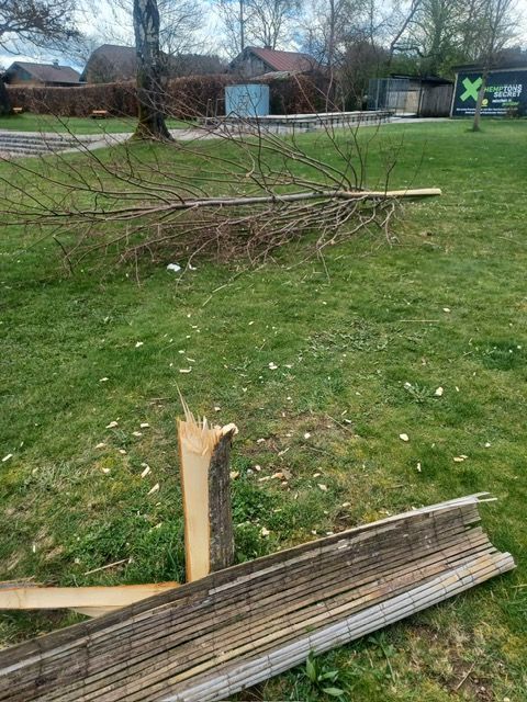 Bild enthält, Backyard, Nature, Outdoors, Yard, Grass, Wood, Tree, Lawn, Bench