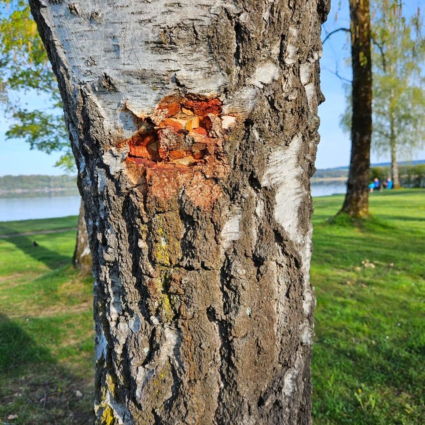 Bild enthält, Plant, Tree, Tree Trunk