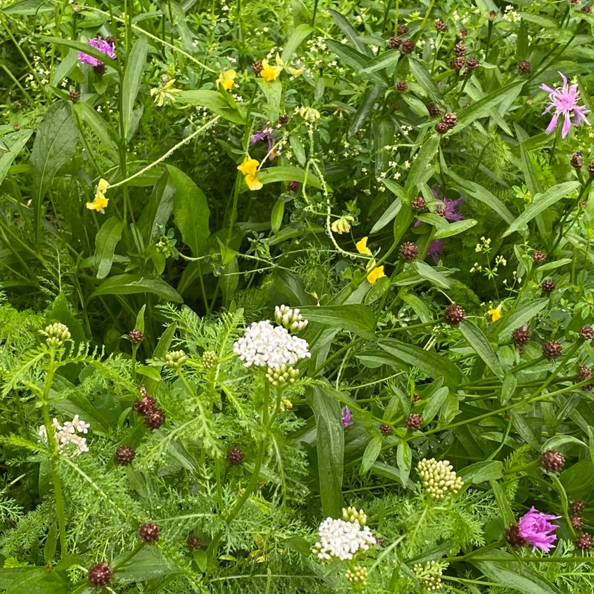 Ein dichter Feld von Wildblumen und Pflanzen in verschiedenen Farben, darunter Gelb, Weiß und Lila, einige mit kleinen runden Beeren. Die Pflanzen haben breite grüne Blätter und einige sind in Blüte.