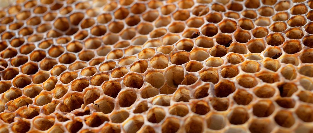 Eine Nahaufnahme eines Bienenwaben, die ein sechseckiges Muster zeigt. Die sechseckigen Zellen variieren in der Farbe von hellbraun bis dunkelbraun, was auf verschiedene Altersstufen hinweist. Einige Zellen sind leer, während andere Reste von Honig oder Bienenwachs zu enthalten scheinen.
