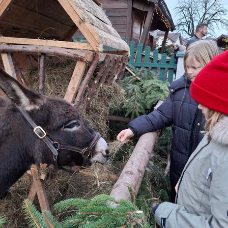 Zwei Mädchen füttern einen Esel mit Heu in einem Holzstall mit Weihnachtsdekoration. Ein Mann steht hinter einem grünen Zaun.