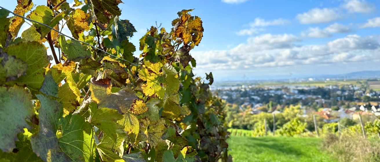 Bild enthält, Nature, Outdoors, Countryside, Rural, Farm, Plant, Vineyard, Leaf