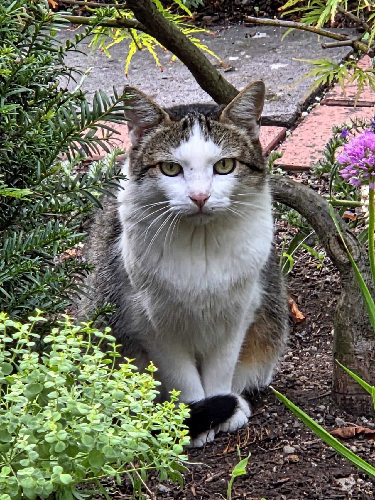 A gray and white cat with green eyes sits in a garden with green plants and a purple flower.