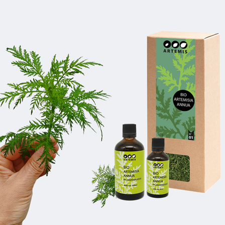 Eine Hand hält eine grüne Pflanze neben zwei kleinen Flaschen mit Bio Artemisia Annua. Ein brauner Karton mit grünem und schwarzem Design ist ebenfalls vorhanden.