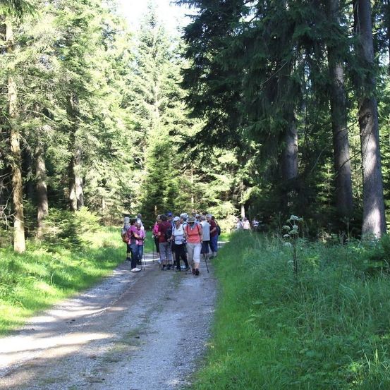 Bild enthält, Grove, Land, Path, Trail, Tree, Vegetation, Woodland, Wilderness, Walking, Hiking