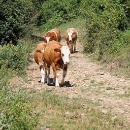 Bild enthält, Cattle, Cow, Livestock, Mammal, Field, Grassland, Nature, Outdoors, Pasture, Vegetation