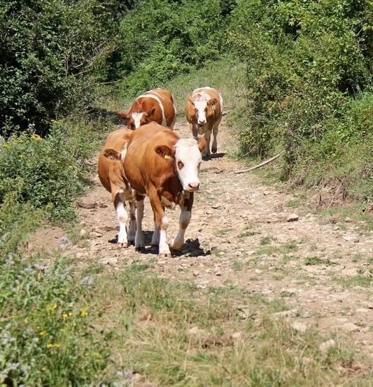 Bild enthält, Cattle, Cow, Livestock, Mammal, Field, Grassland, Nature, Outdoors, Pasture, Vegetation