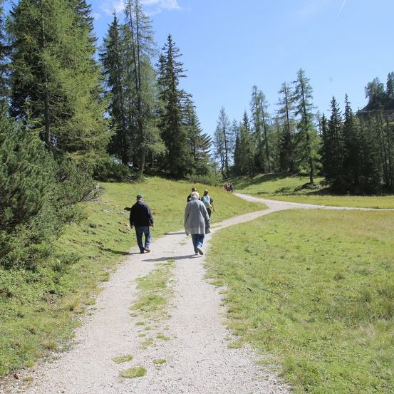 Bild enthält, Person, Walking, Tree, Path, Trail, Hiking, Vegetation, Fir, Scenery, Conifer